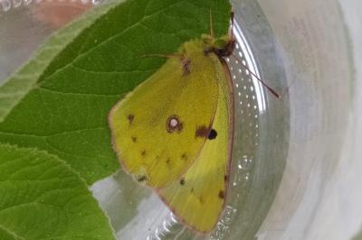 <i>Colias alfacariensis</i>