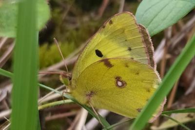 <i>Colias alfacariensis</i>
