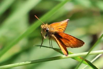 <i>Thymelicus sylvestris</i>
