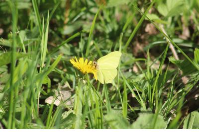<i>Gonepteryx rhamni</i>