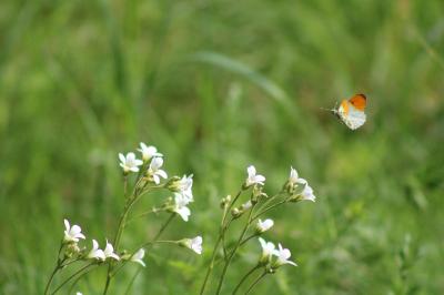 <i>Anthocharis cardamines</i>
