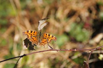 <i>Polygonia c-album</i>