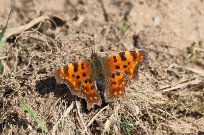 <i>Polygonia c-album</i>