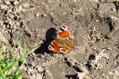 <i>Aglais io</i>