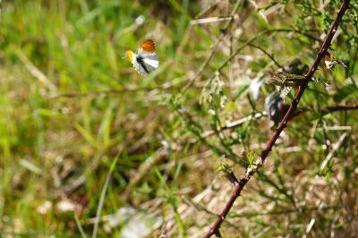 <i>Anthocharis cardamines</i>