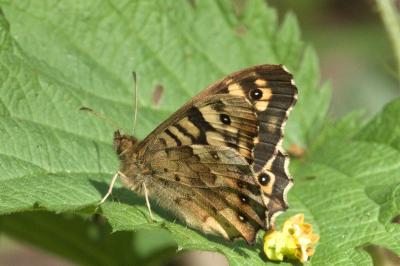 <i>Pararge aegeria</i>