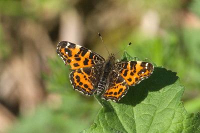 <i>Araschnia levana</i>