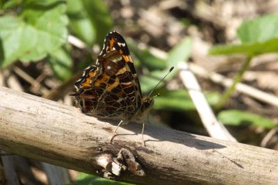<i>Araschnia levana</i>