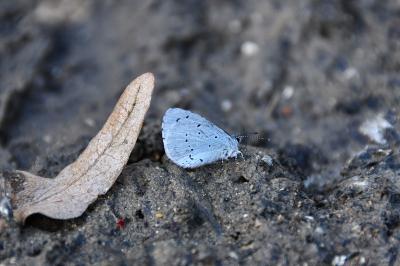 <i>Celastrina argiolus</i>
