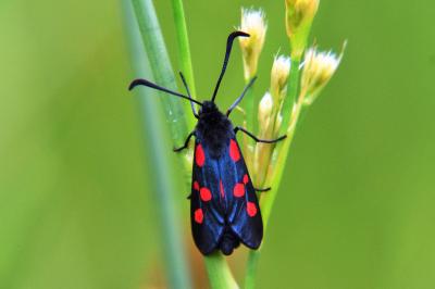 <i>Zygaena trifolii</i>