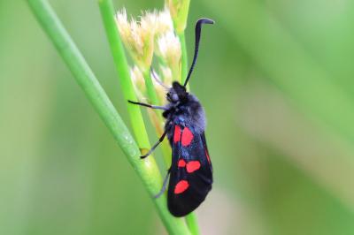 <i>Zygaena trifolii</i>