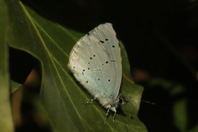 <i>Celastrina argiolus</i>