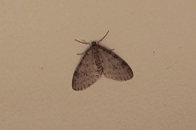 <i>Trichopteryx carpinata</i>