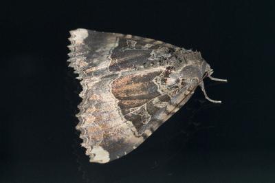 <i>Mormo maura</i>