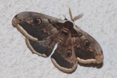 <i>Saturnia pyri</i>