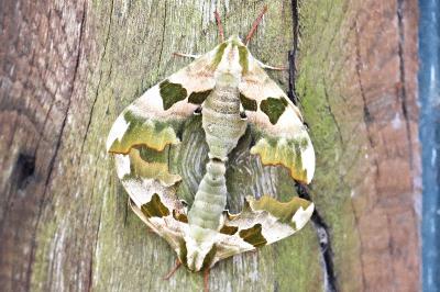 Sphingidae