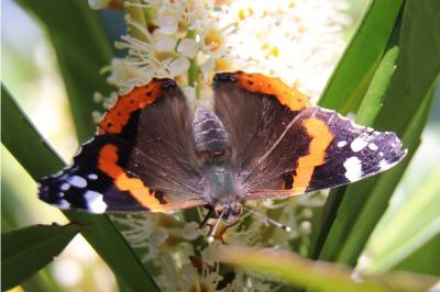 <i>Vanessa atalanta</i>