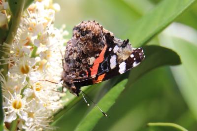 <i>Vanessa atalanta</i>