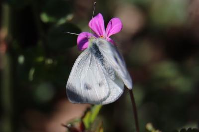 <i>Pieris rapae</i>