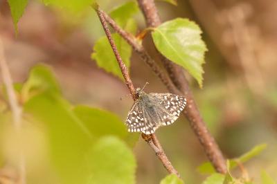 <i>Pyrgus malvae</i>