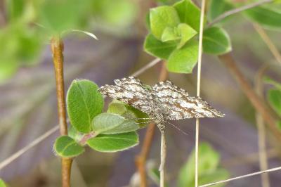<i>Ematurga atomaria</i>