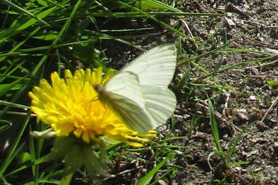 <i>Pieris napi</i>