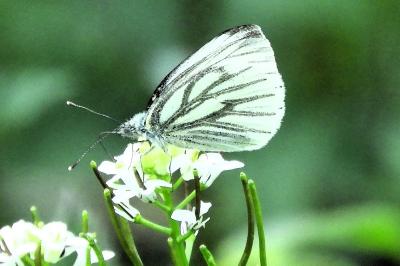 <i>Pieris napi</i>