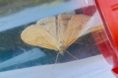 <i>Sitochroa verticalis</i>