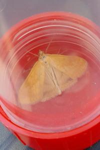 <i>Sitochroa verticalis</i>