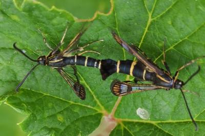 <i>Synanthedon tipuliformis</i>