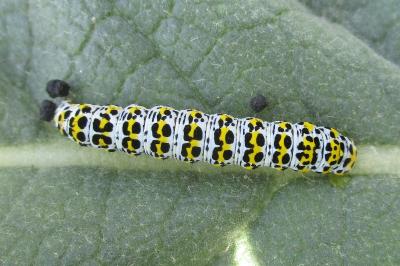 <i>Cucullia verbasci</i>