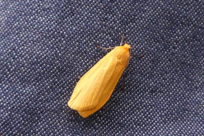 <i>Wittia sororcula</i>