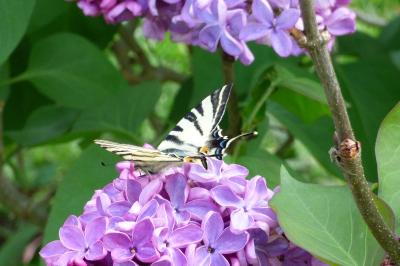 <i>Iphiclides podalirius</i>
