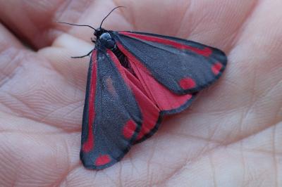 <i>Tyria jacobaeae</i>