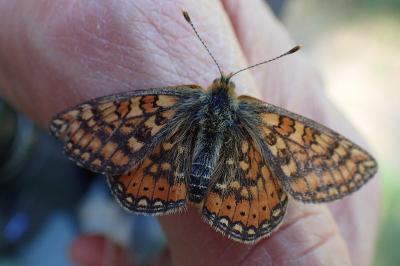 <i>Euphydryas aurinia</i>