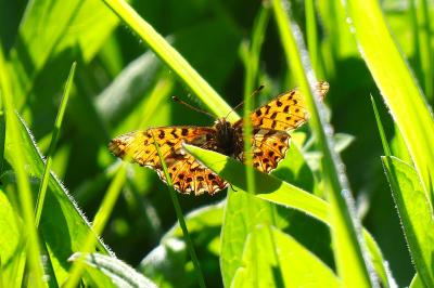 <i>Boloria dia</i>
