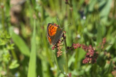 <i>Lycaena phlaeas</i>