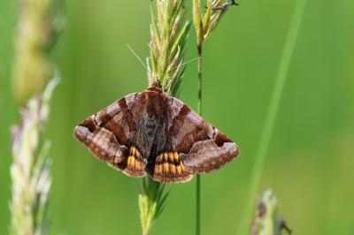 <i>Euclidia glyphica</i>