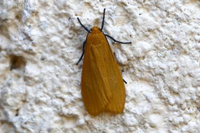 <i>Wittia sororcula</i>