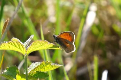 <i>Coenonympha pamphilus</i>