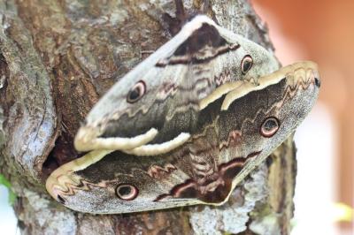 <i>Saturnia pyri</i>