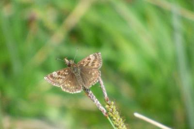 <i>Erynnis tages</i>