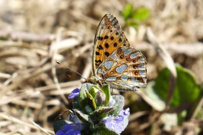 <i>Issoria lathonia</i>