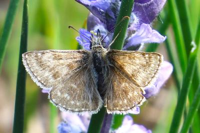 <i>Erynnis tages</i>