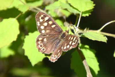 <i>Pararge aegeria</i>