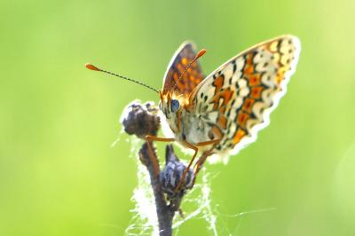 <i>Melitaea cinxia</i>