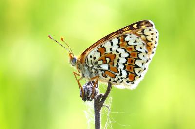 <i>Melitaea cinxia</i>