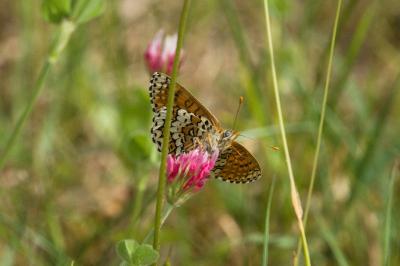 <i>Melitaea cinxia</i>