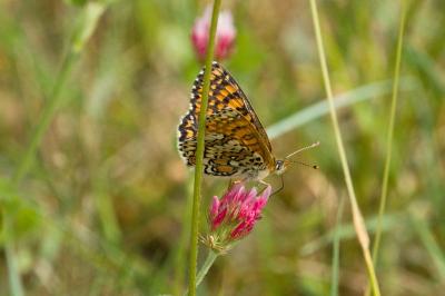 <i>Melitaea cinxia</i>