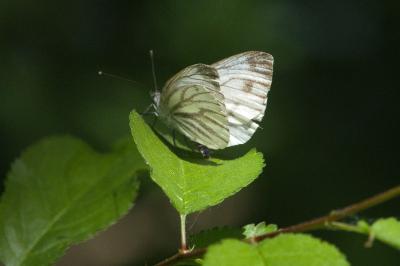 <i>Pieris napi</i>